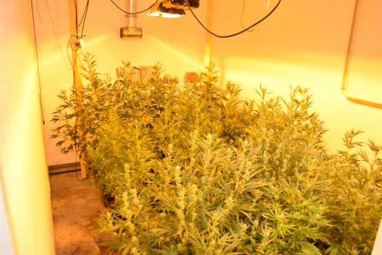 Polizeibeamte stellten über 200 Cannabispflanzen sicher