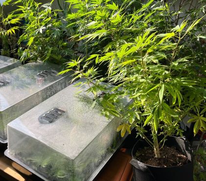Cannabispflanzen in Boxen