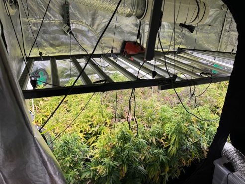 Cannabisplantage in Pulheim
