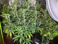 Mehrere Cannabispflanzen